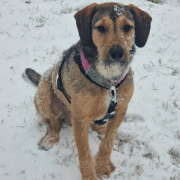 JOACHIM, Hund, Griffon-Mix in Drei Gleichen - Bild 2