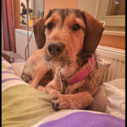 JOACHIM, Hund, Griffon-Mix in Drei Gleichen - Bild 3
