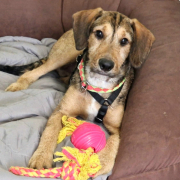 JOACHIM, Hund, Griffon-Mix in Drei Gleichen - Bild 4