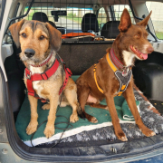 JOACHIM, Hund, Griffon-Mix in Drei Gleichen - Bild 5