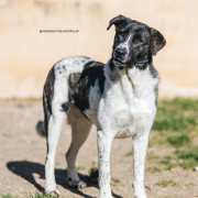 TINA, Hund, Mastin Español-Mix in Spanien - Bild 1