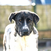 TINA, Hund, Mastin Español-Mix in Spanien - Bild 2