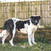 TINA, Hund, Mastin Español-Mix in Spanien - Bild 3