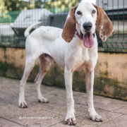 RON, Hund, Sabueso Espanol-Porcelaine-Mix in Spanien - Bild 1