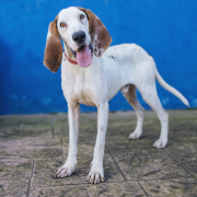 RON, Hund, Sabueso Espanol-Porcelaine-Mix in Spanien - Bild 2