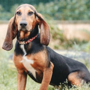 PEDRO, Hund, Bruno de Jura-Mix in Spanien - Bild 1