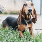 PEDRO, Hund, Bruno de Jura-Mix in Spanien - Bild 2