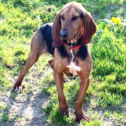 PEDRO, Hund, Bruno de Jura-Mix in Spanien - Bild 3
