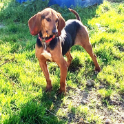 PEDRO, Hund, Bruno de Jura-Mix in Spanien - Bild 4
