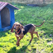 PEDRO, Hund, Bruno de Jura-Mix in Spanien - Bild 5