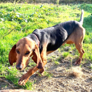 PEDRO, Hund, Bruno de Jura-Mix in Spanien - Bild 6