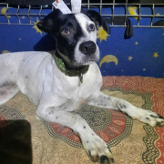 LUCI, Hund, Pointer-Mix in Spanien - Bild 1