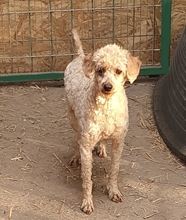LANCELOT, Hund, Pudel in Büren - Bild 1