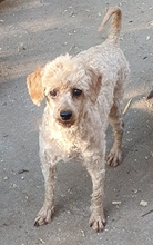 LANCELOT, Hund, Pudel in Büren - Bild 2