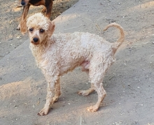LANCELOT, Hund, Pudel in Büren - Bild 3