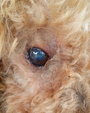 LANCELOT, Hund, Pudel in Büren - Bild 4