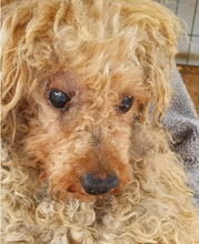 LANCELOT, Hund, Pudel in Büren - Bild 5