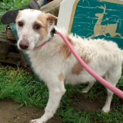 JOANA, Hund, Rauhhaarpodenco-Mix in Spanien - Bild 1