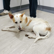 JOANA, Hund, Rauhhaarpodenco-Mix in Spanien - Bild 2