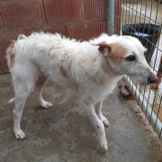 JOANA, Hund, Rauhhaarpodenco-Mix in Spanien - Bild 3