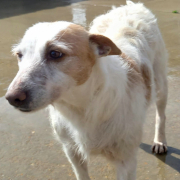 JOANA, Hund, Rauhhaarpodenco-Mix in Spanien - Bild 4
