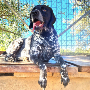 ELIO, Hund, Pointer-Mix in Spanien - Bild 1