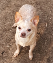 ALEXANDRA, Hund, Chihuahua in Schiffdorf - Bild 1