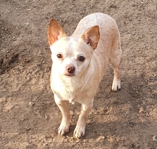 ALEXANDRA, Hund, Chihuahua in Schiffdorf - Bild 2