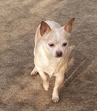 ALEXANDRA, Hund, Chihuahua in Schiffdorf - Bild 3