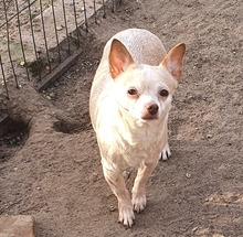 ALEXANDRA, Hund, Chihuahua in Schiffdorf - Bild 4