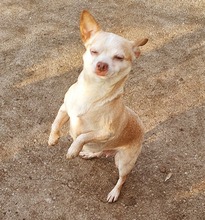 ALEXANDRA, Hund, Chihuahua in Schiffdorf - Bild 5