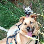 FROILANUNDLEONOR, Hund, Mischlingshund in Spanien - Bild 1