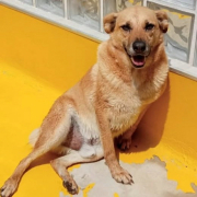 FROILANUNDLEONOR, Hund, Mischlingshund in Spanien - Bild 2