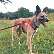 FROILANUNDLEONOR, Hund, Mischlingshund in Spanien - Bild 3