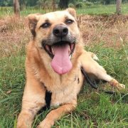 FROILANUNDLEONOR, Hund, Mischlingshund in Spanien - Bild 4
