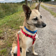 FROILANUNDLEONOR, Hund, Mischlingshund in Spanien - Bild 5