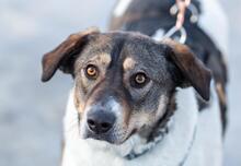 SHARON, Hund, Mischlingshund in Altenpleen - Bild 1