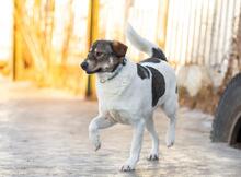 SHARON, Hund, Mischlingshund in Altenpleen - Bild 10