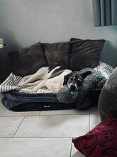 SHARON, Hund, Mischlingshund in Altenpleen - Bild 2