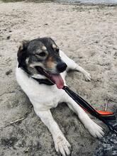 SHARON, Hund, Mischlingshund in Altenpleen - Bild 3