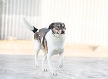 SHARON, Hund, Mischlingshund in Altenpleen - Bild 4