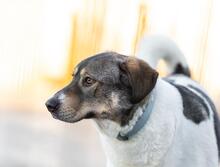 SHARON, Hund, Mischlingshund in Altenpleen - Bild 5