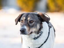 SHARON, Hund, Mischlingshund in Altenpleen - Bild 6