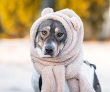 SHARON, Hund, Mischlingshund in Altenpleen - Bild 7