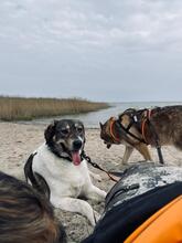 SHARON, Hund, Mischlingshund in Altenpleen - Bild 9