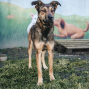 DAMA, Hund, Mischlingshund in Spanien - Bild 1