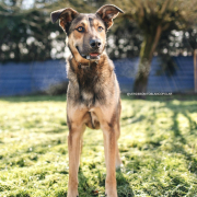 DAMA, Hund, Mischlingshund in Spanien - Bild 3