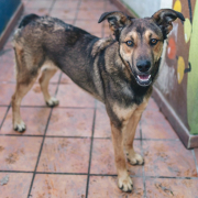 DAMA, Hund, Mischlingshund in Spanien - Bild 4