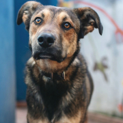 DAMA, Hund, Mischlingshund in Spanien - Bild 5