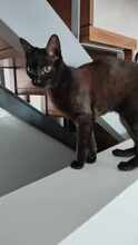KIKOU, Katze, Europäisch Kurzhaar in Spanien - Bild 1